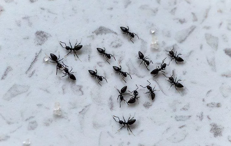 Ant Infestation In The Kitchen.webp