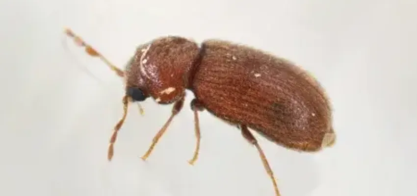 Durgstore Beetle