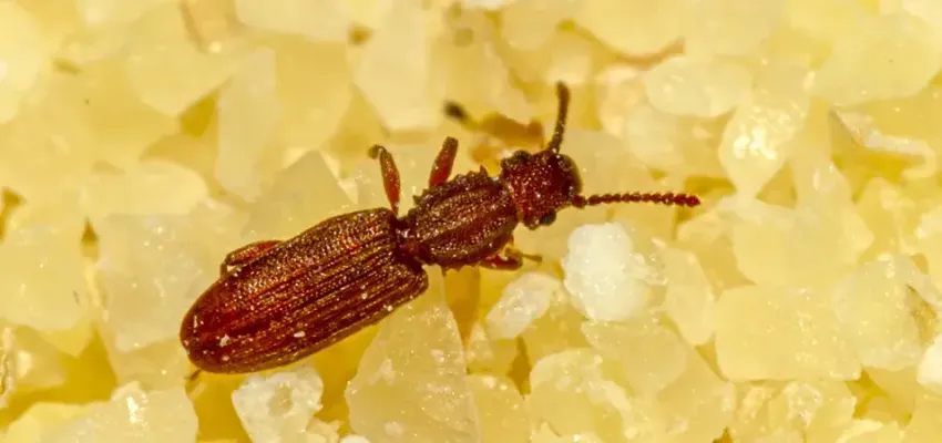 Sawtoothed Grain Beetle