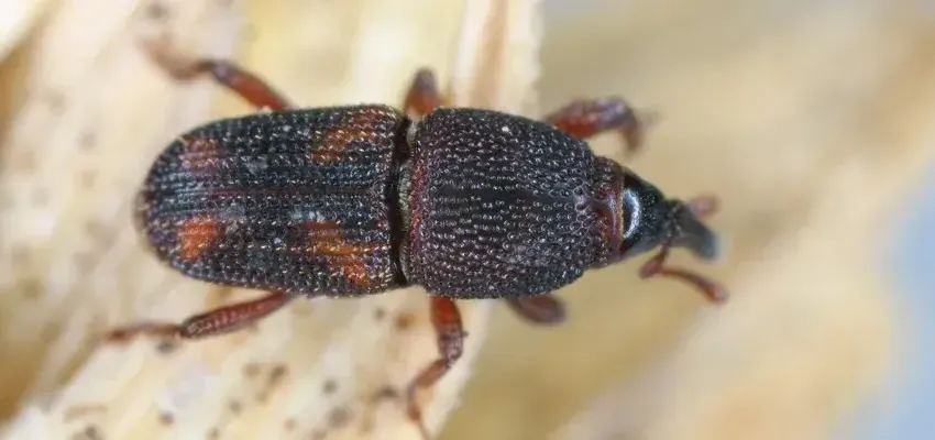 Rice Weevils