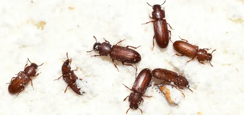 Flour Beetles