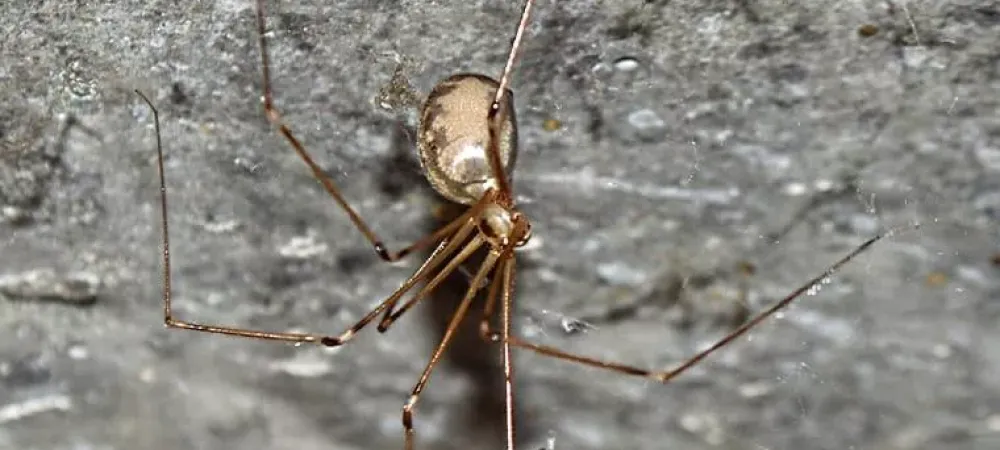 spiders in Wilmington. NC