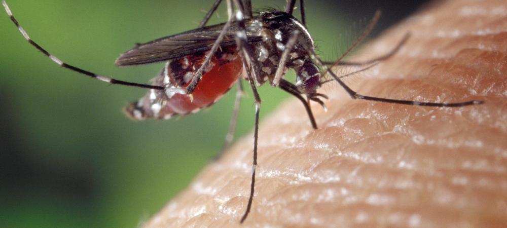 close up of a mosquito in Wilmington, NC