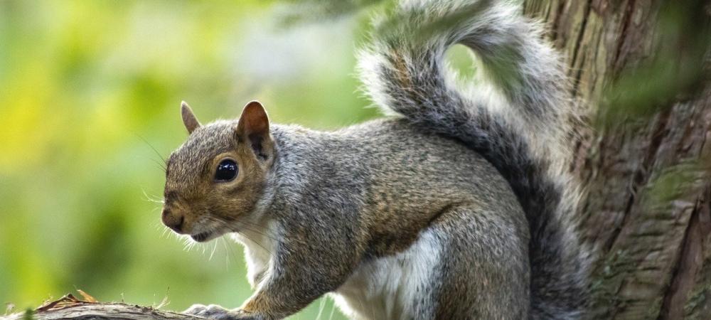 Squirrel Climbing on Branch