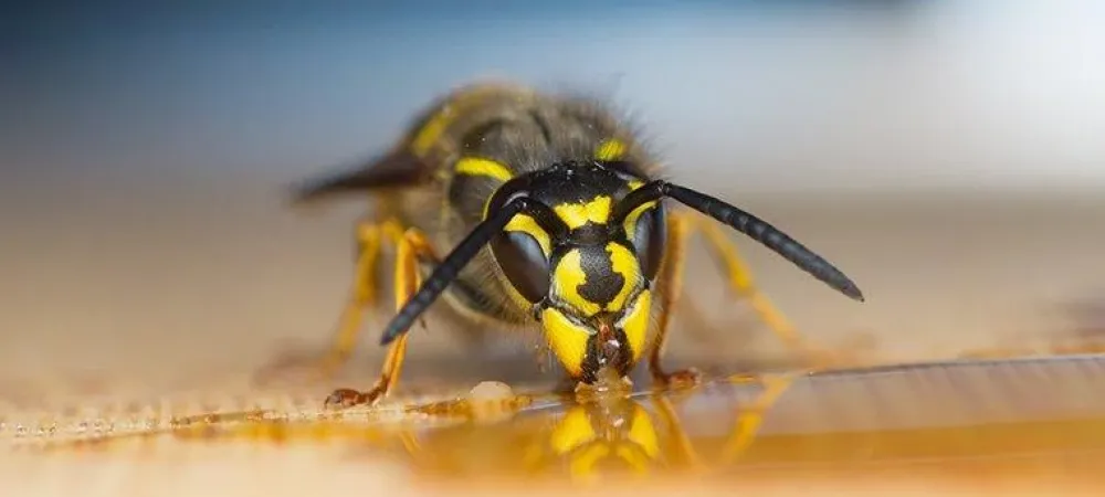 wasp crawling on wood